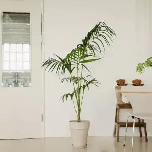 겐차야자 겐자야자 중대형 독일토분세트 3colors (수도권배송)