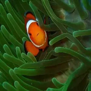 보홀 자유여행 5일 #라메디 #디럭스룸 #미팅서비스[공항 리조트 픽업]