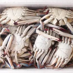 서해안 제철 꽃게 숫꽃게 활꽃게 1kg 당일조업