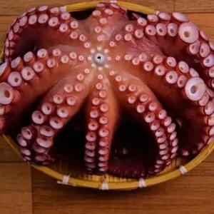 VDG 국내산 자숙 참문어 4.5kg (자숙 후 2.7kg내외)