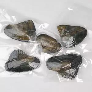 진주캐기 체험 키트 DIY 조개 진주 발굴 껍질