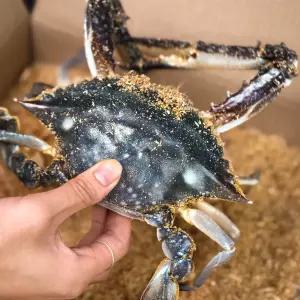 서해안 제철 톱밥 활 꽃게(암수혼합) 2kg/7-9마리