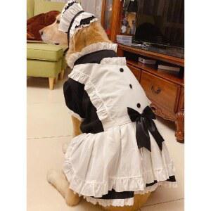 대형견 메이드복 할로윈 웰시코기 리트리버