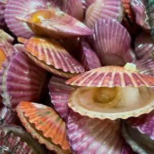 [맛군]당일조업 통영 세척 대왕 홍가리비 2kg(kg당 15미내외)