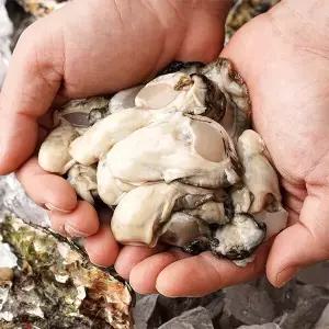 산지직송 국내산 여수 햇 생굴 2kg 초장증정