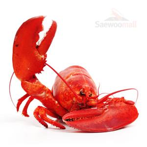자숙 랍스타 바닷가재 1마리