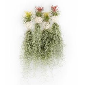 화이트볼 미니 수염틸란드시아(랜덤)