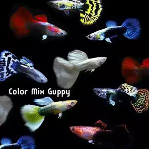 [힘찬열대어]키우기쉽고 번식잘하는 구피,열대어 파격세트 새끼 쑥쑥 잘 낳는 종류!