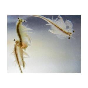 씨몽키 수족관 만들기(2개 SET)