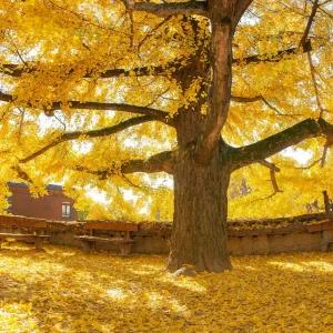 남도맛기행 강진 가우도 특식1회 2025 가을 단풍 당일 버스 여행