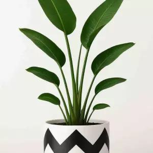 모던레시피 핸드패인팅 라인쉐브론 패턴 원형 시멘트 화분 20x20cm분배 인테리어 정원 원예 베란다 꽃화분