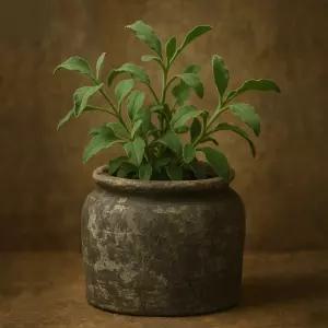 베트남 빈티지 워시드 토분 T6 13x14cm식물화분 꽃화분 모정 베란다 인테리어 디자인 원예 가정용 업소용