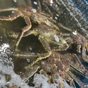 프리미엄 레드킹크랩 러시아산 활 자숙 연말파티 가족모임 2.5kg