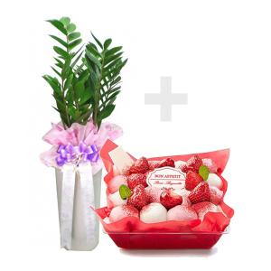 [젠틀맨플라워] 금전수[돈나무] [3f617]+떠먹는 딸기리코타 치즈 케이크 [기프티콘] [공기정화식물/관엽