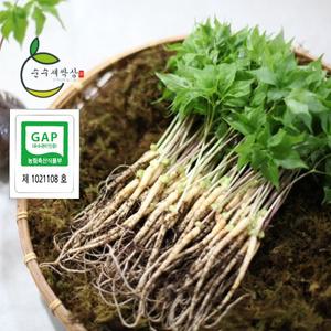 담양 순수새싹삼 [GAP 인증] 100뿌리, 70뿌리 구성