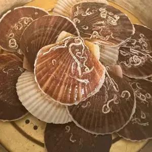 대왕 참가리비 1kg