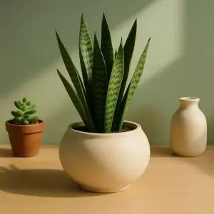 [셀러에이드]베트남 토분 루나(볼) 샌드화이트 18x15cm 특대