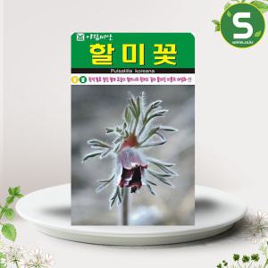할미꽃씨앗 50립 할미꽃 씨앗 꽃씨 야생화