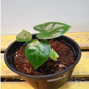 알로카시아 프라이덱그린벨벗 (수입식물)새로입고