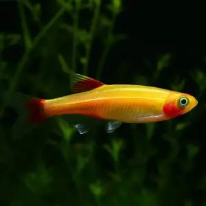 골든 백운산 5마리