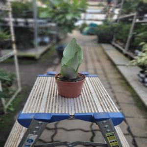 미니 문샤인 소품 산세베리아 반려식물 15-25cm 29