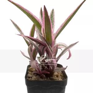 비올라쉬금 구근 다육 식물키우기 인테리어 플랜테리어