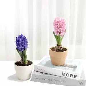 히아신스 구근식물 히아신스키우기 부케꽃 향기좋은꽃 북유럽스타일 수경재배 꽃식물