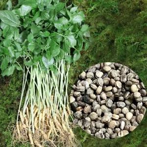 충남금산 고려인삼 인삼씨 개갑씨 인삼씨앗 개갑씨앗 300g