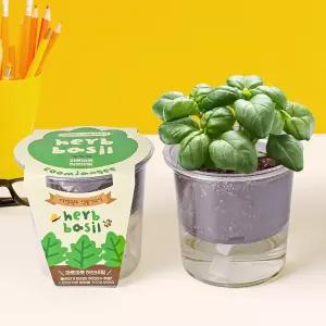 자동급수 저면관수 허브 바질키우기 화분 세트/꽃화분/미니/식물/키우기/씨앗/만들기/키트/텃밭/꽃키우기