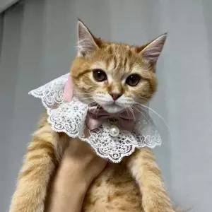 핑크 강아지 턱받이 레이스 고양이 스카프 케이프 S