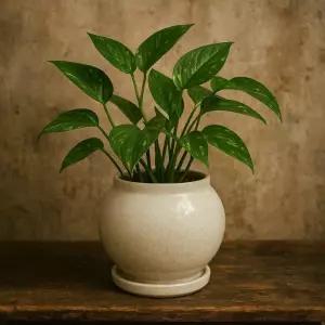 모던 도기 달항아리 볼 화분 아이보리 (대) 13x19cm