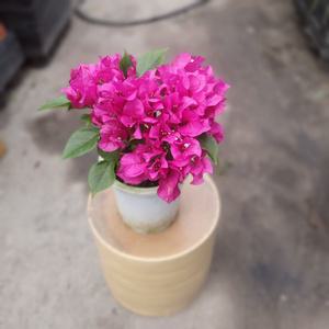 부겐베리아 야생화 색상랜덤 수입식물 미세먼지제거식물 플랜테리어 149