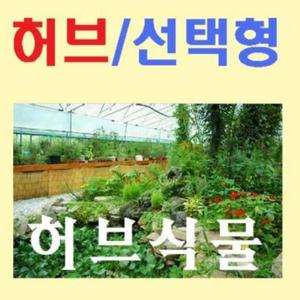 소망농원 허브모종 106종 선택형 애플민트 식물화분