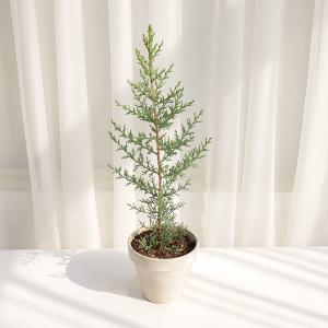 갑조네 사이프러스