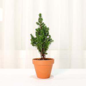 갑조네 사이프러스 알피카(미니)