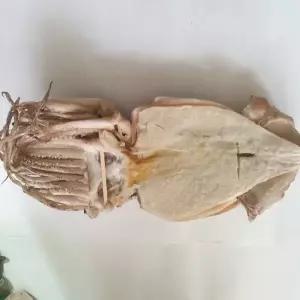 웰빙미래 반건조오징어파품,피데기파지,반건조오징어파지,1kg내외,6~10마리내외,한묶음