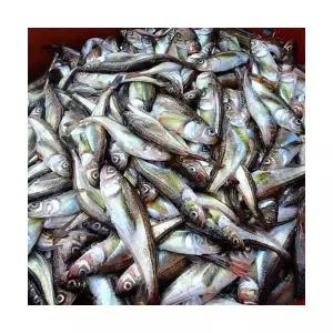 제철 급냉 도루묵 당일조업 싱싱한 자연산 도루묵 2kg 40미