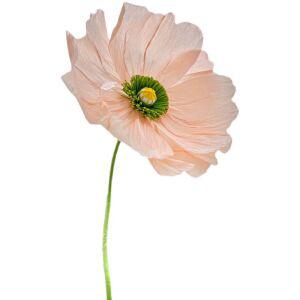 만들기 종이꽃 플라워 페이퍼 자이언트 DIY 포토존