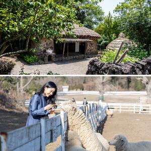 [제주] 제주민속촌+양떼목장 /먹이주기/체험