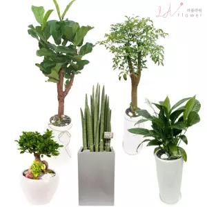 전주개업화분배달 전주시 승진화분 해피트리 전국꽃배달 라플라워