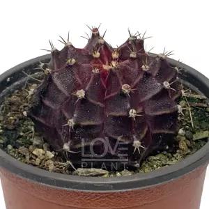 목단옥 흑목단 비모란 선인장 꽃 종류 다육이 다육 식물 인테리어 소품