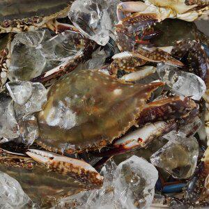 [굿커머스][굿수산] 서해안 암꽃게 3kg(급냉/ 9 ~ 15마리)