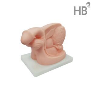 남성생식기모형HEJP5011 / 배뇨실습모형 보건 실습 보건 병원 남자생식기 인체해부도