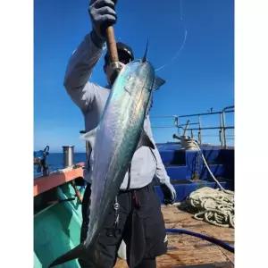 대삼치회 500g 내외