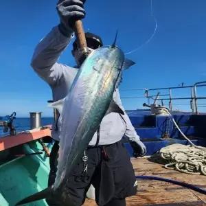 대삼치회 500g 내외