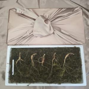 천생삼 산양산삼 7~8년근 정삼 10뿌리 산삼 산양삼 장뇌삼