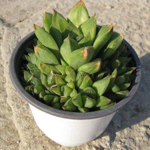 (다육) 보초 (하월시아) 15cm 다육 중품