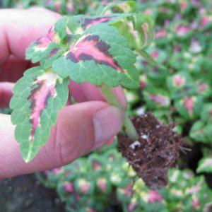 (허브여울모종) 코리우스 (봄여름화단 꽃모종) 모종 5개 (서울육묘생산 정품모종)