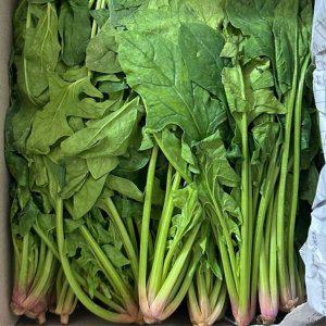 시금치 1kg
