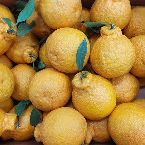 한라봉 가정용 2kg 중대과